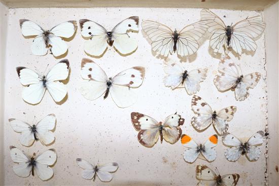 Two double book butterfly specimen cases, 13in.